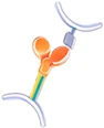 CAR-T Target Proteins